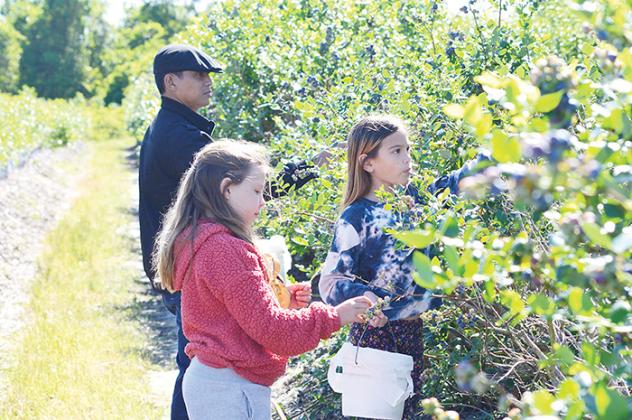 Eight-year-old Aryana Managad, right, reaches into a blueberry bush as her friend, Irie Call, 8, plucks a blueberry off the bush and Aryana’s father, Richard Managad, fills his own bucket of berries at Miller Blueberry Farm in Interlachen on Saturday. 