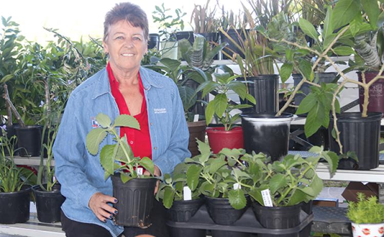 TRISHA MURPHY/Palatka Daily News – Joy A. McGuirl-Hadley sits among some of the plants that will be at the Putnam County Master Gardeners plant sale.